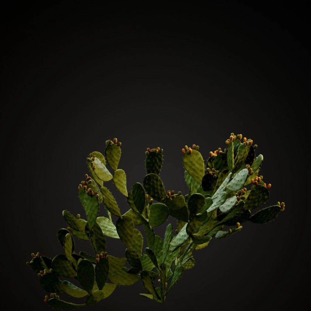 Prickly Pear Cactus