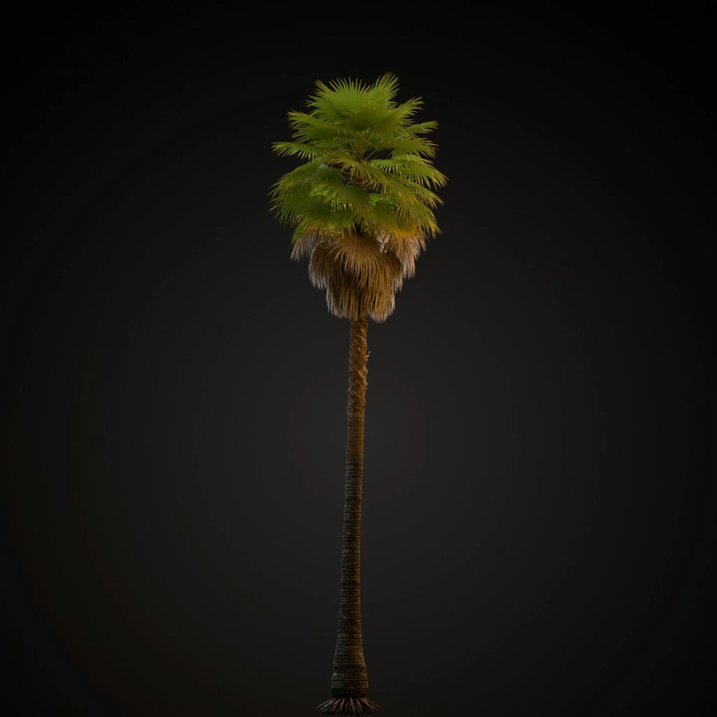 Mexican Fan Palm