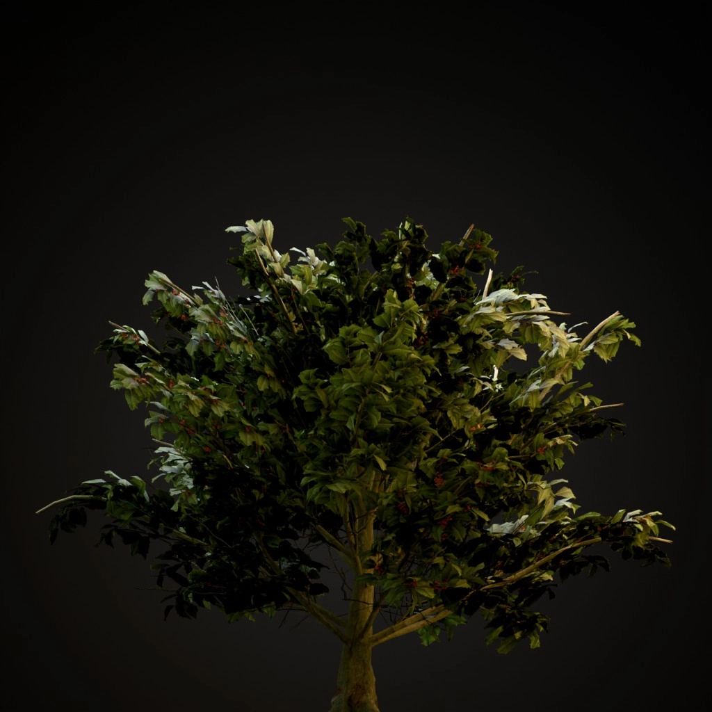 American Holly