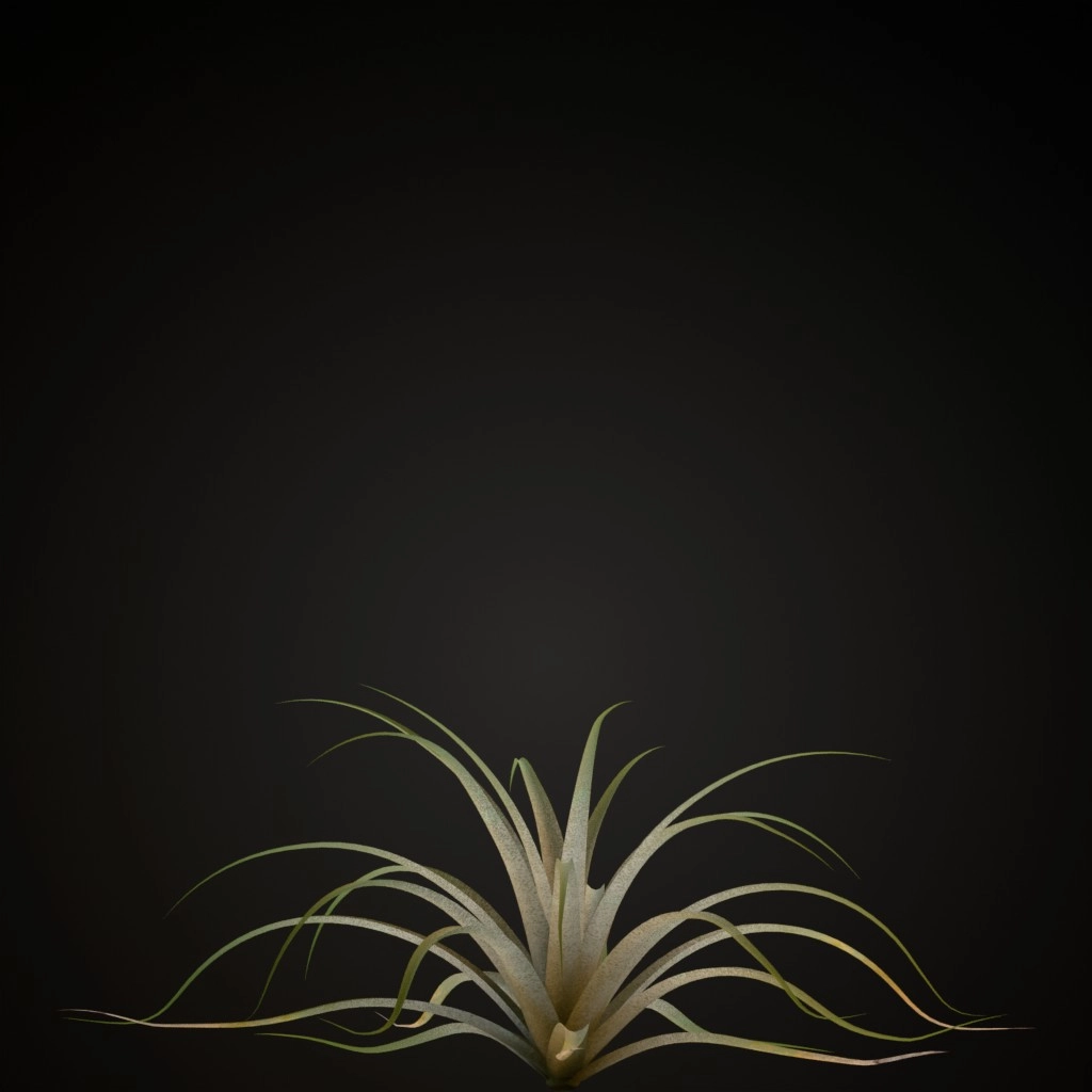 Giant Airplant
