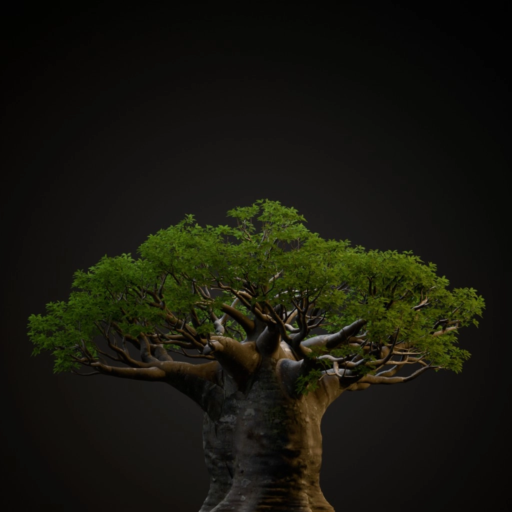 African Baobab