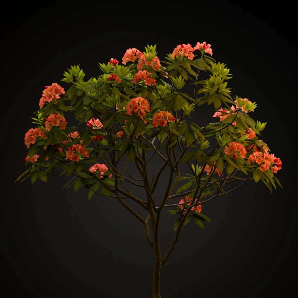 Nova Zembla Rhododendron