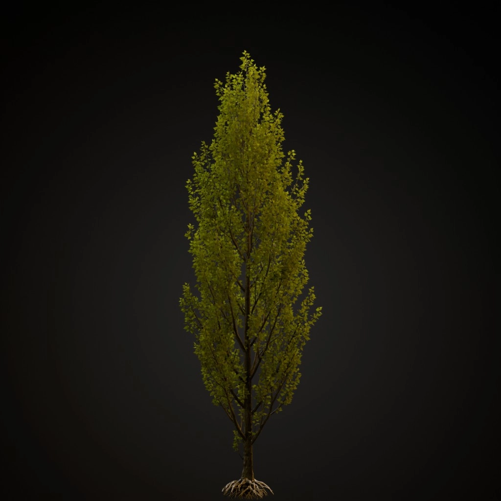 Black Poplar
