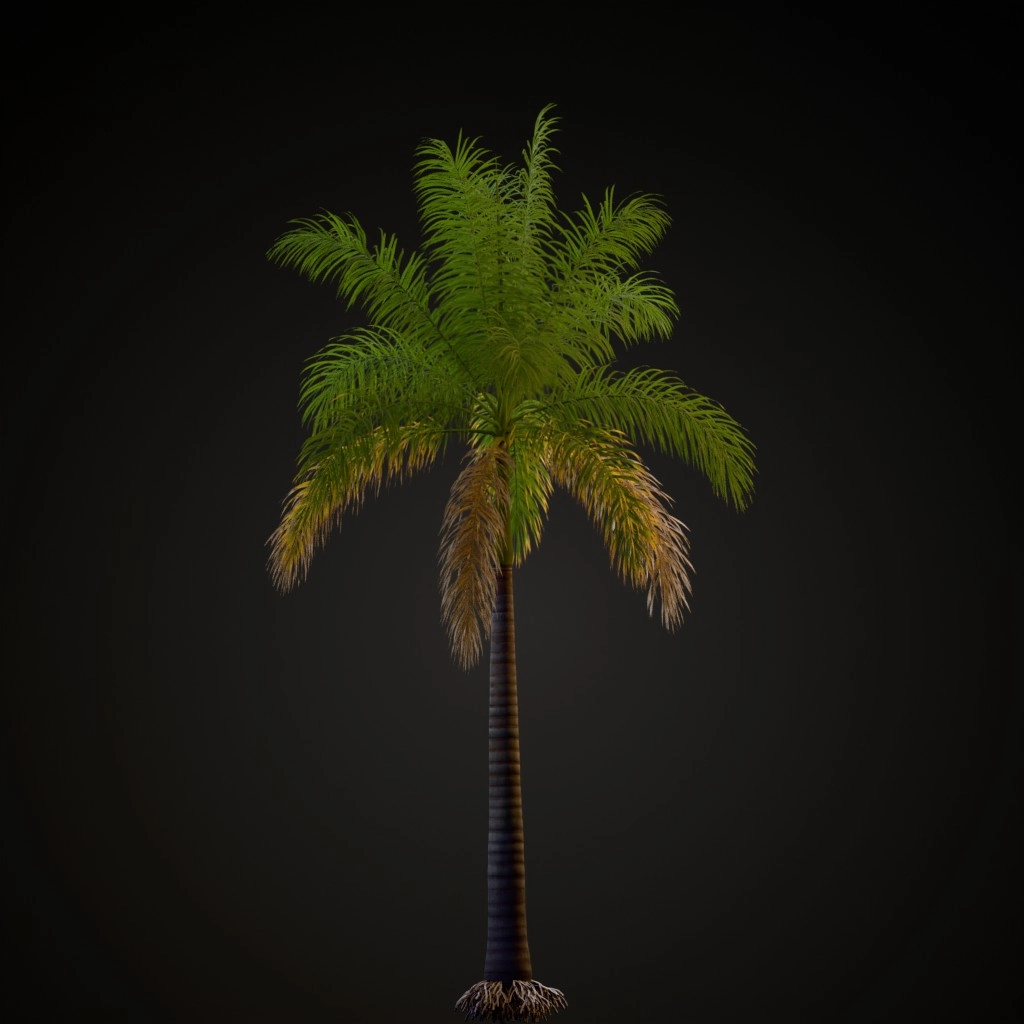 Royal Palm