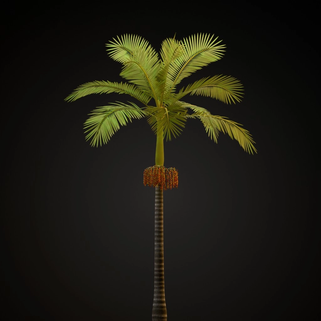 Alexandra Palm