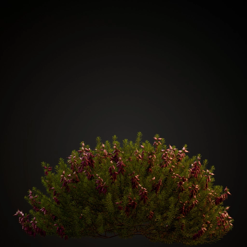 Winter Heath Light Pink