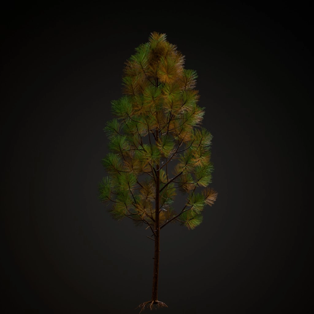 Slash Pine