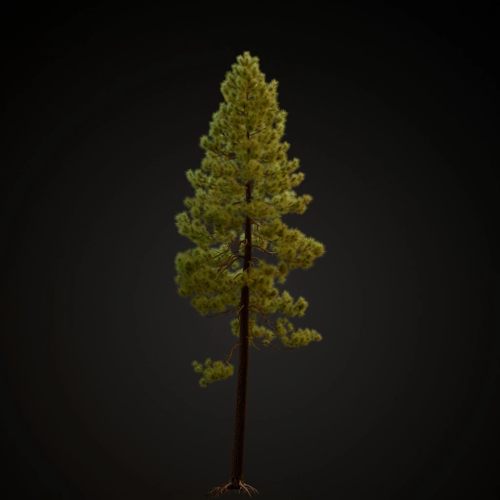 Jeffrey Pine