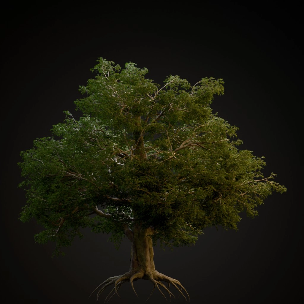 European Beech