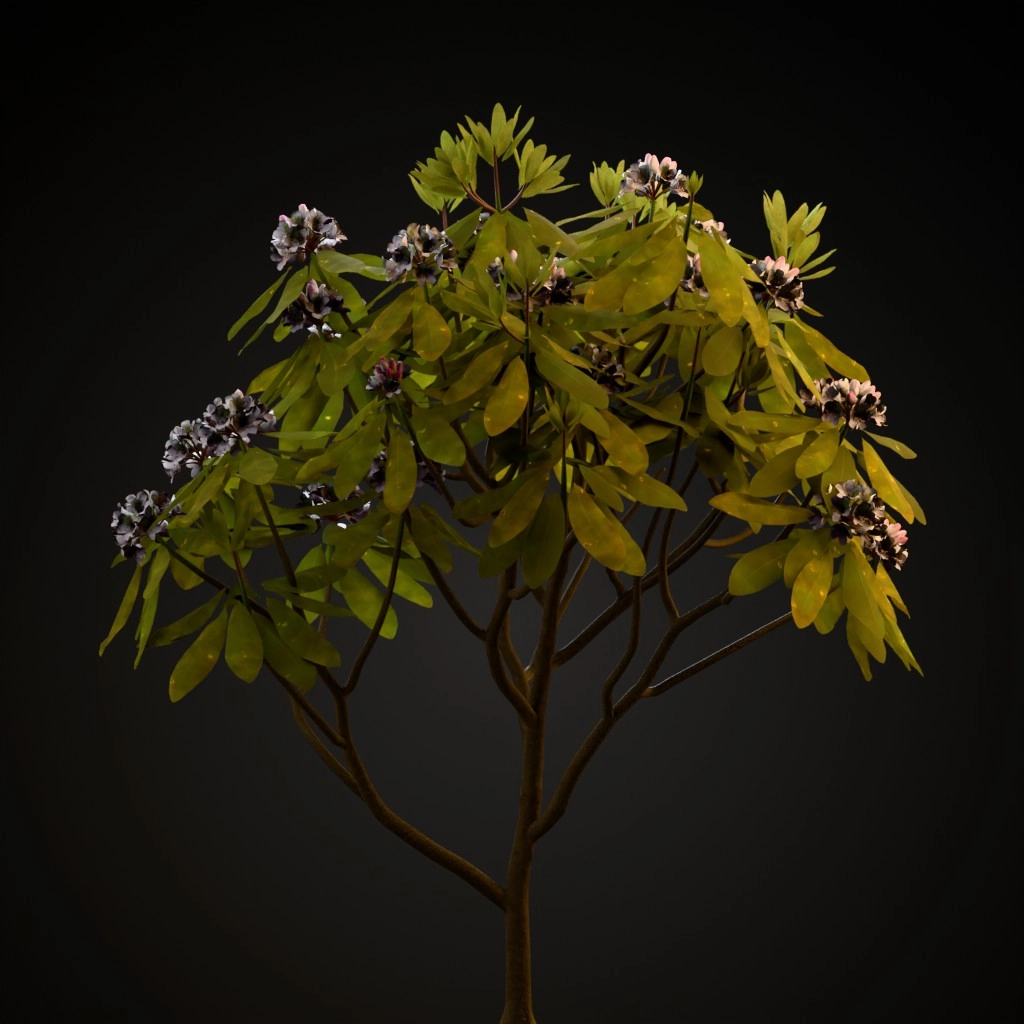 Great Laurel