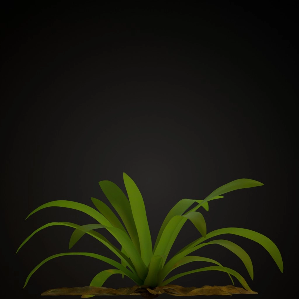 White Guzmania