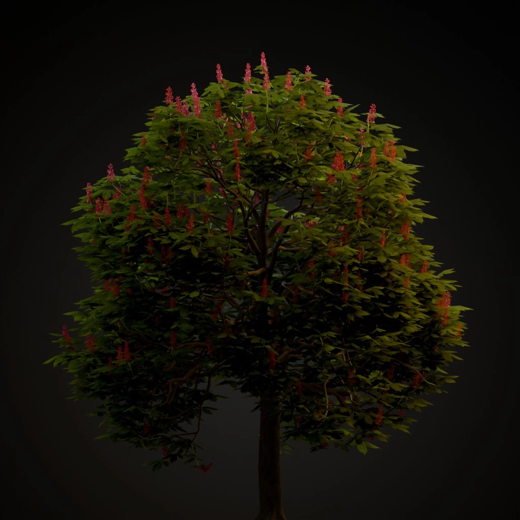 Red Horse Chestnut