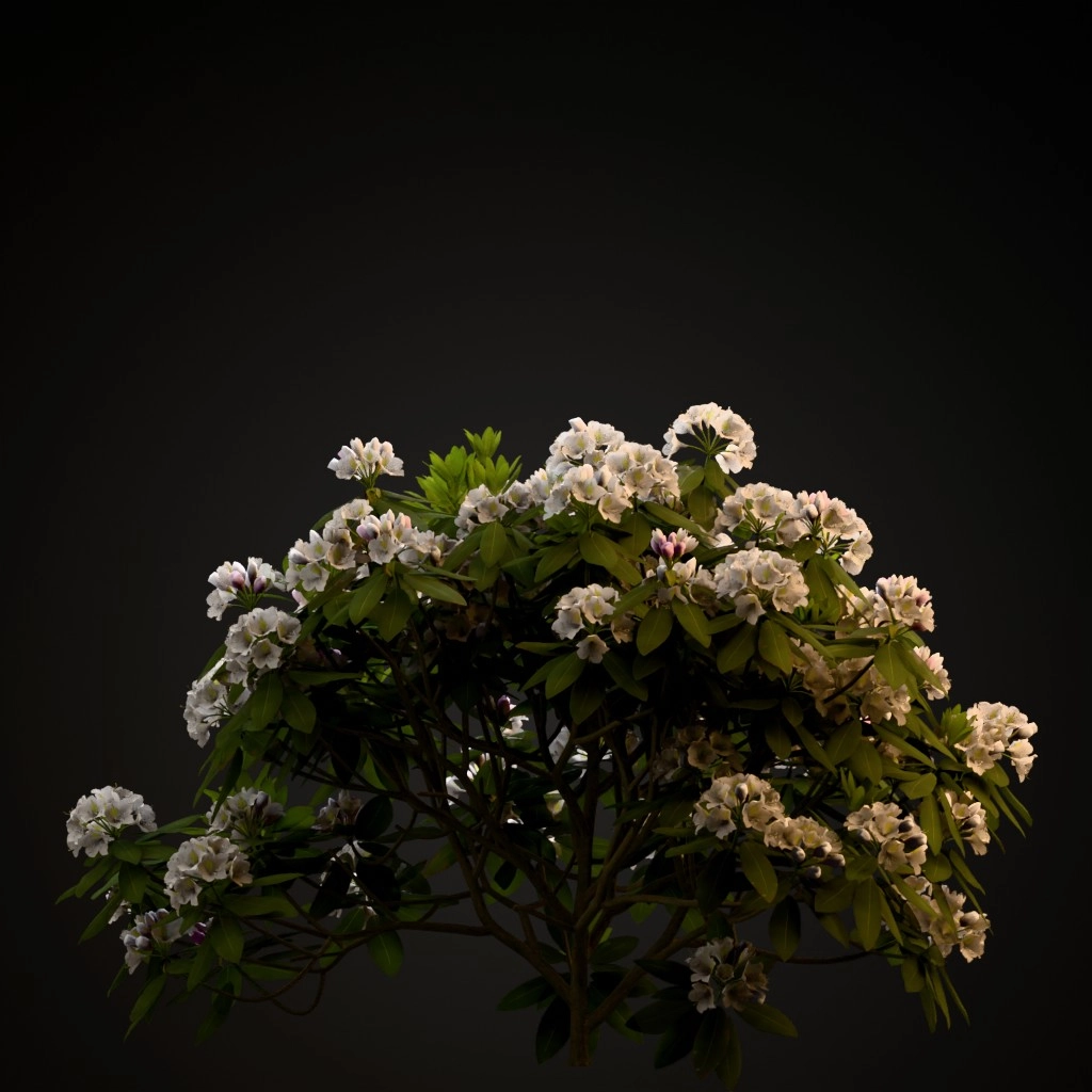 Boule De Neige Rhododendron