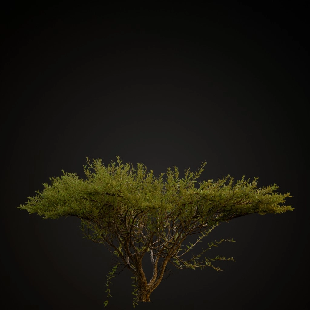 Umbrella Thorn
