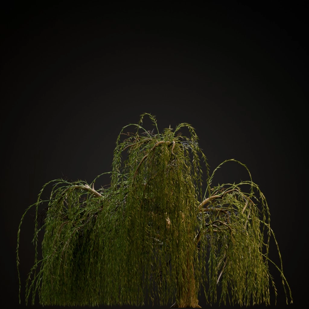 Weeping Willow