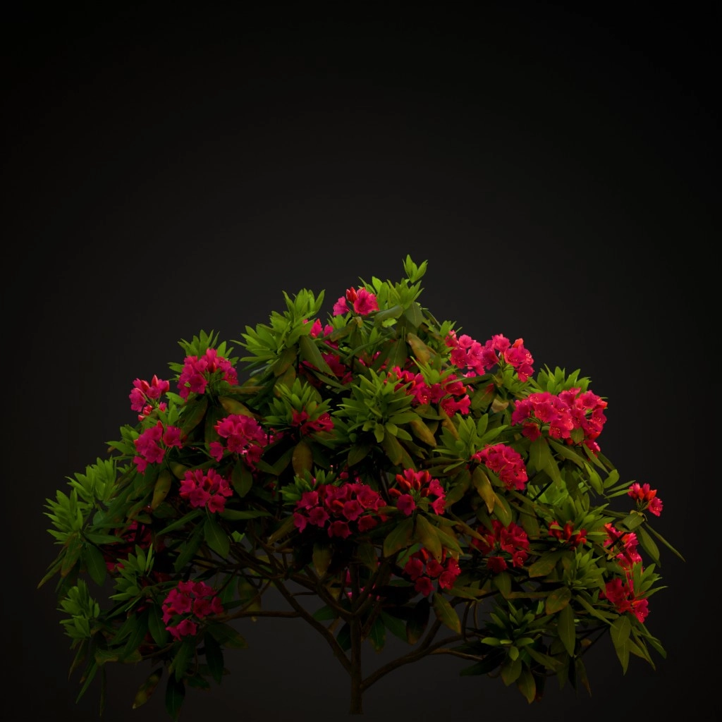Nova Zembla Rhododendron