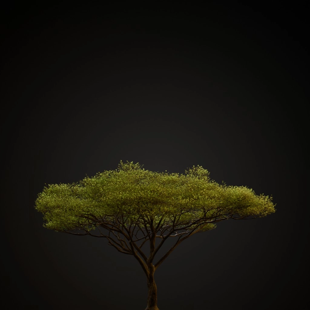 Umbrella Thorn Acacia