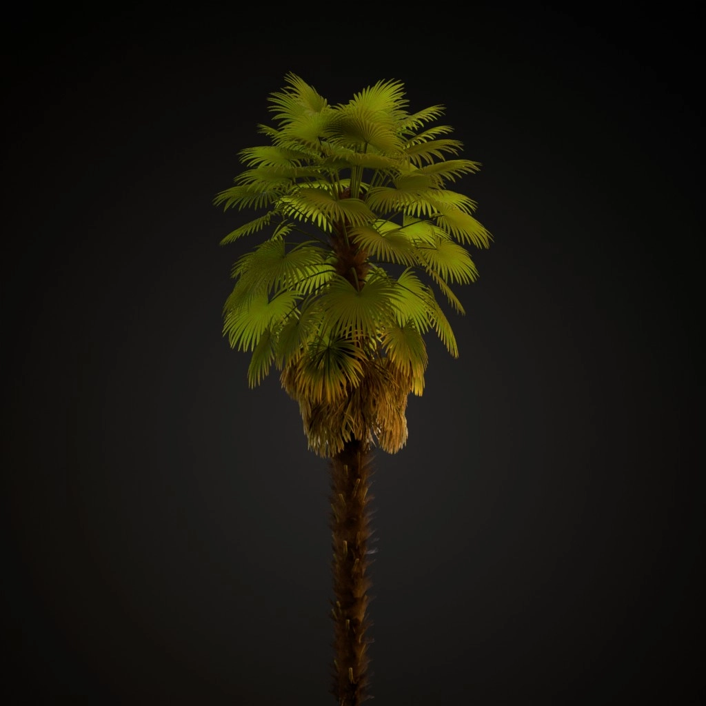 Windmill Palm