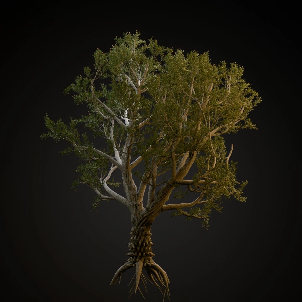 African Olive