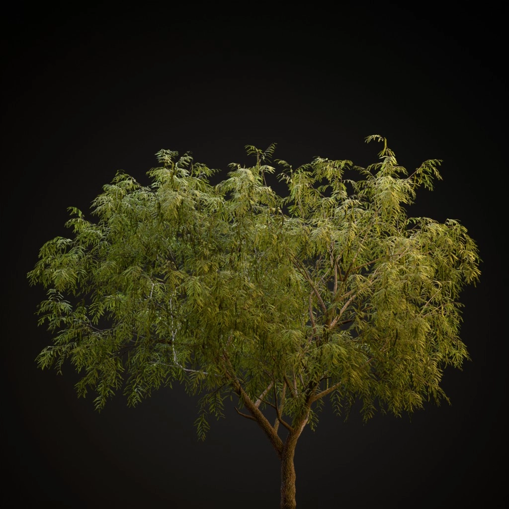 Honey Mesquite