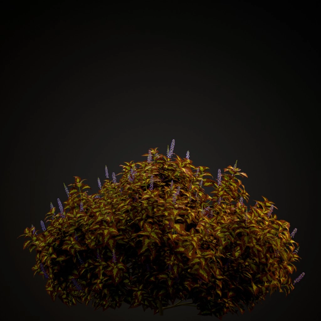 Saturn Coleus