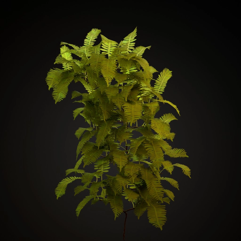 Common Polypody