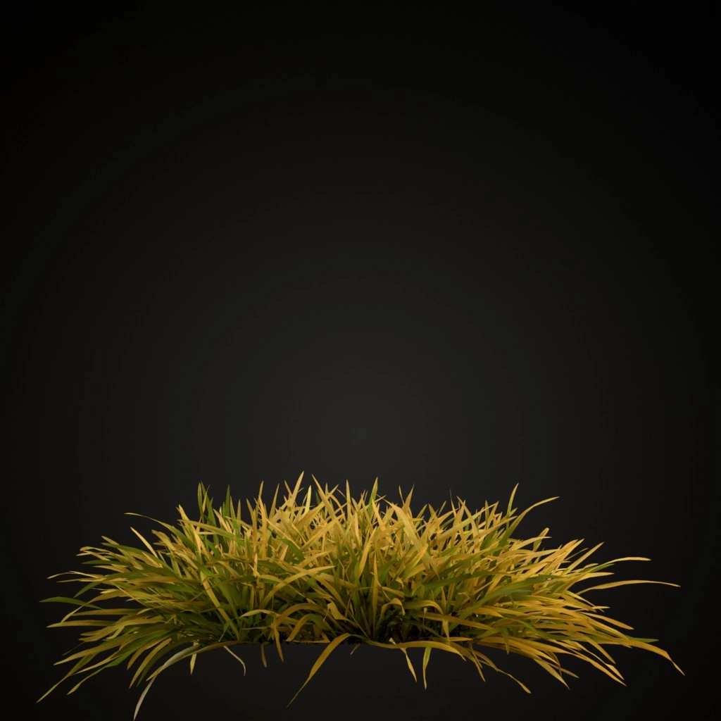 Grass Lawn