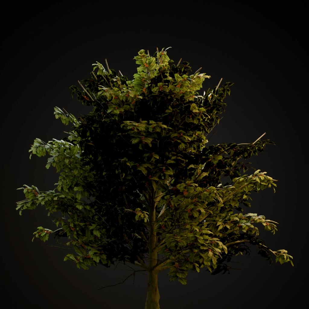 American Holly