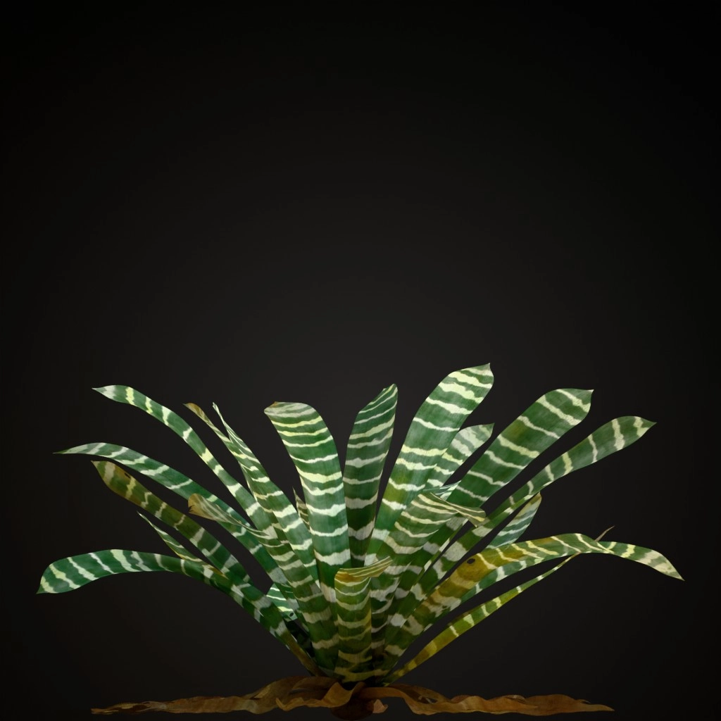 Flaming Sword Bromeliad