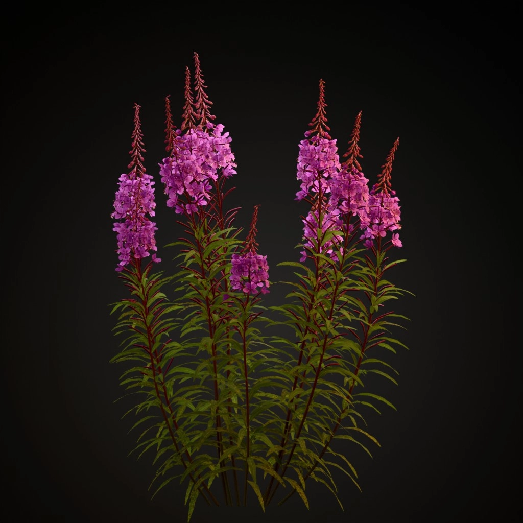 Fireweed