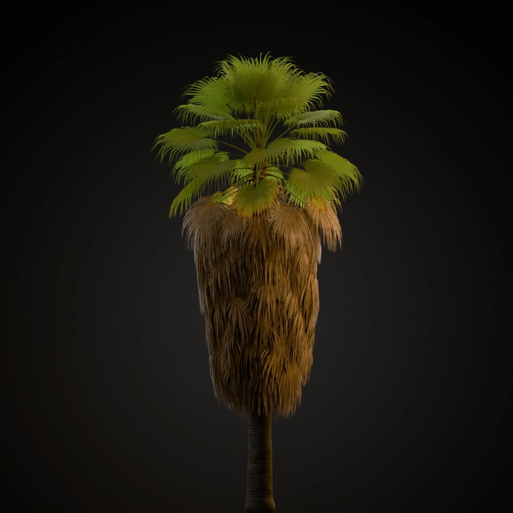 California Fan Palm