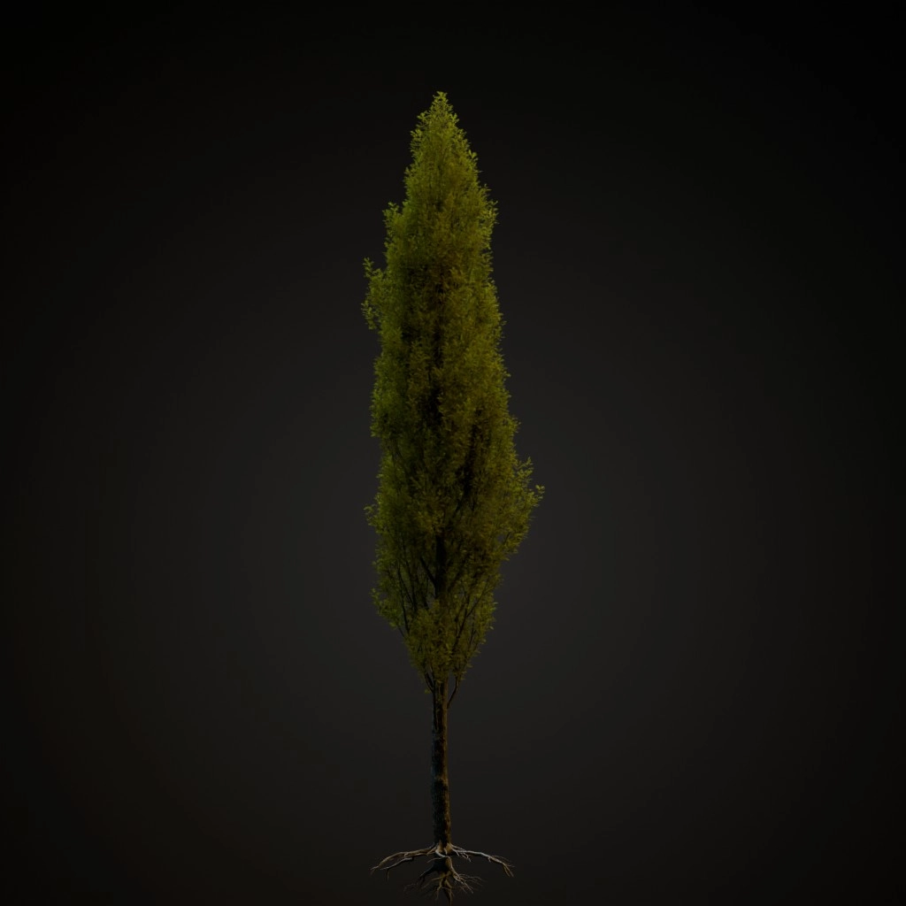 Green Pillar Pin Oak