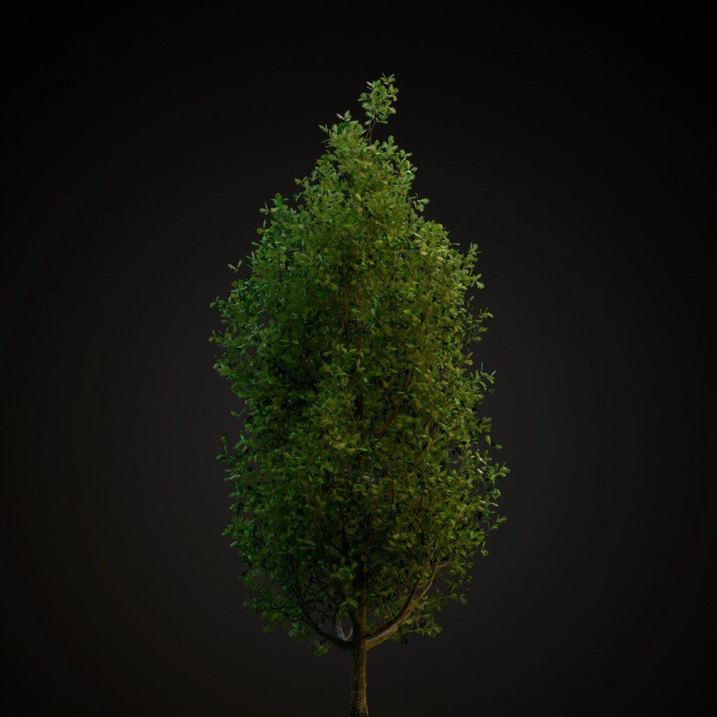 Cypress Oak