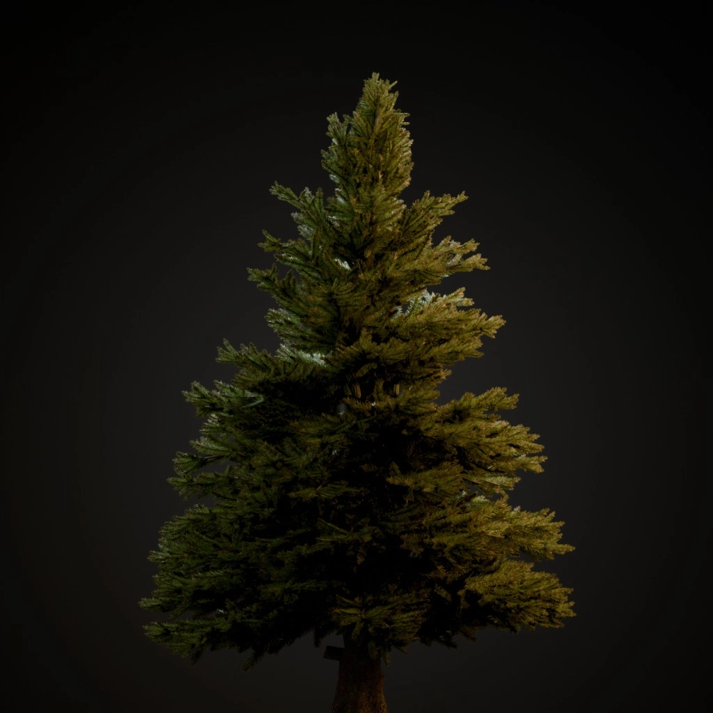 Norway Spruce