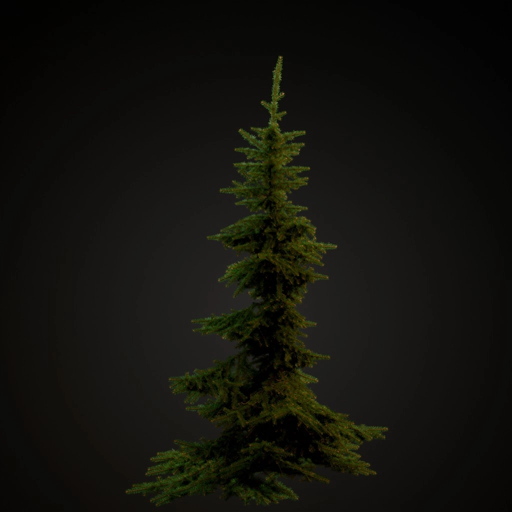 Mountain Hemlock