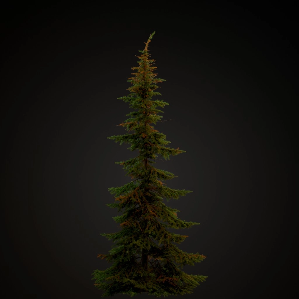 Mountain Hemlock