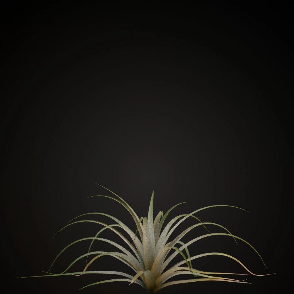 Giant Airplant