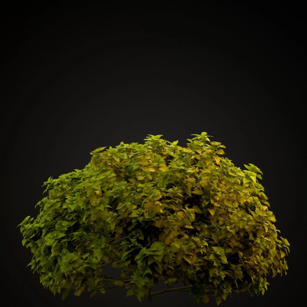 Fairway Yellow Coleus