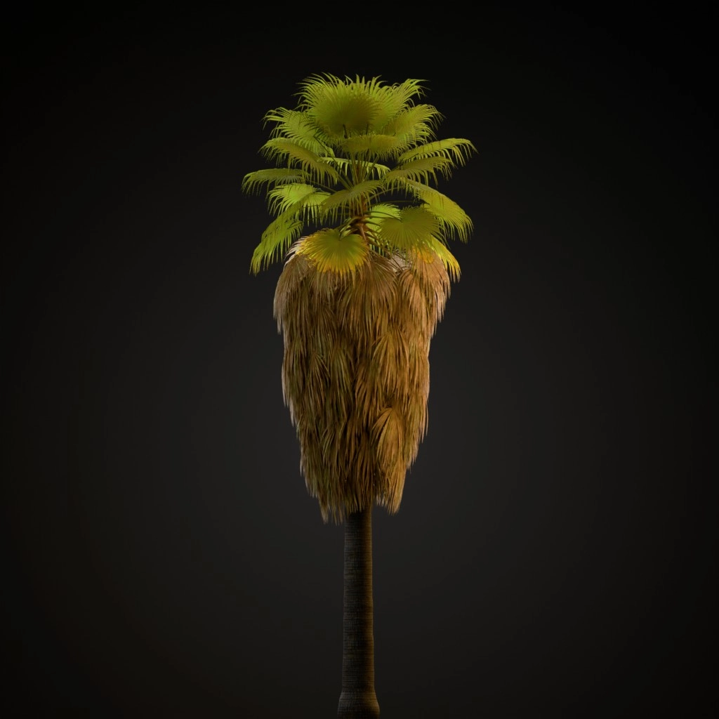 California Fan Palm