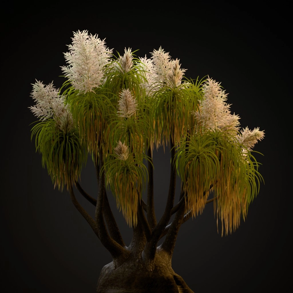 Ponytail Palm