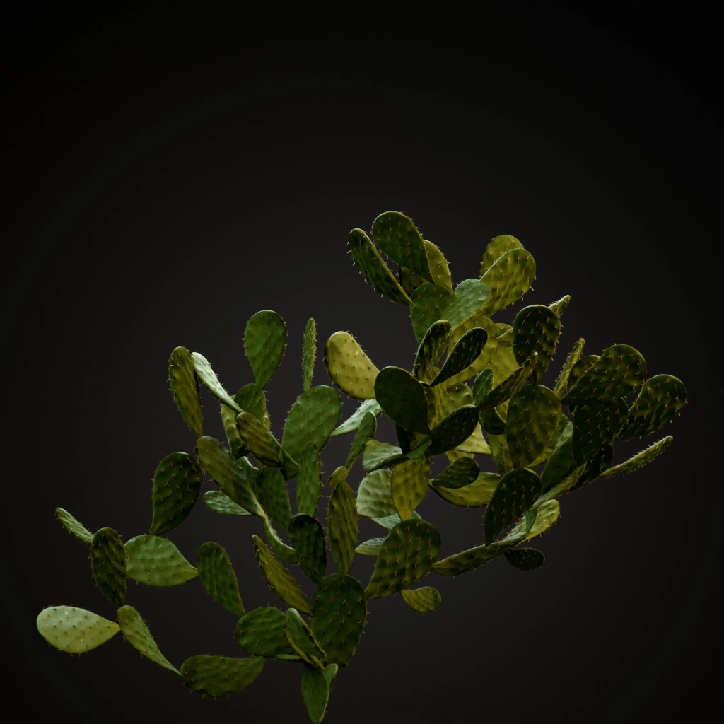 Prickly Pear Cactus