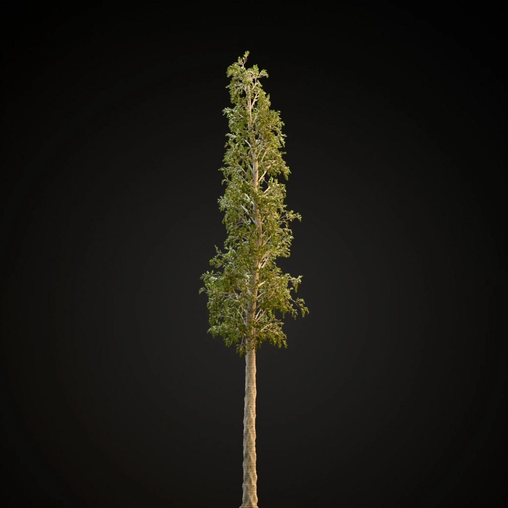 European Aspen