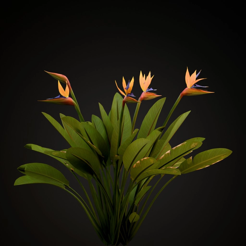 Bird of Paradise