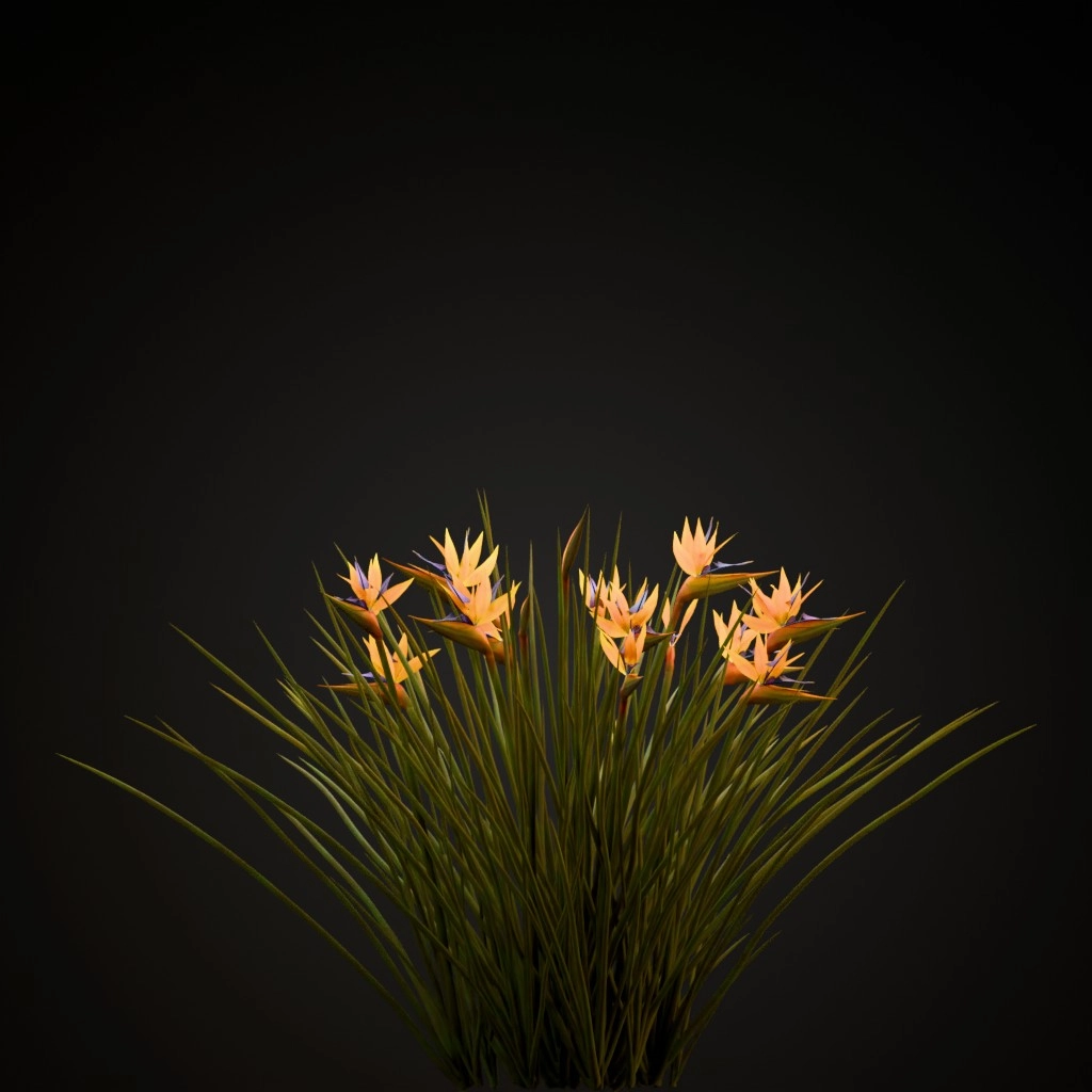 Narrow Leaved Bird of Paradise