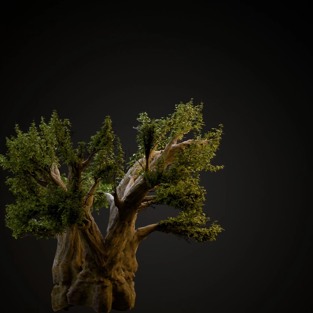 African Baobab