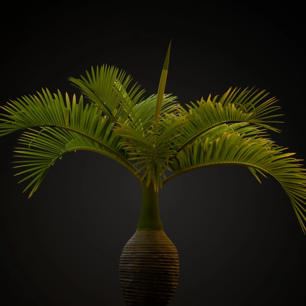 Bottle Palm