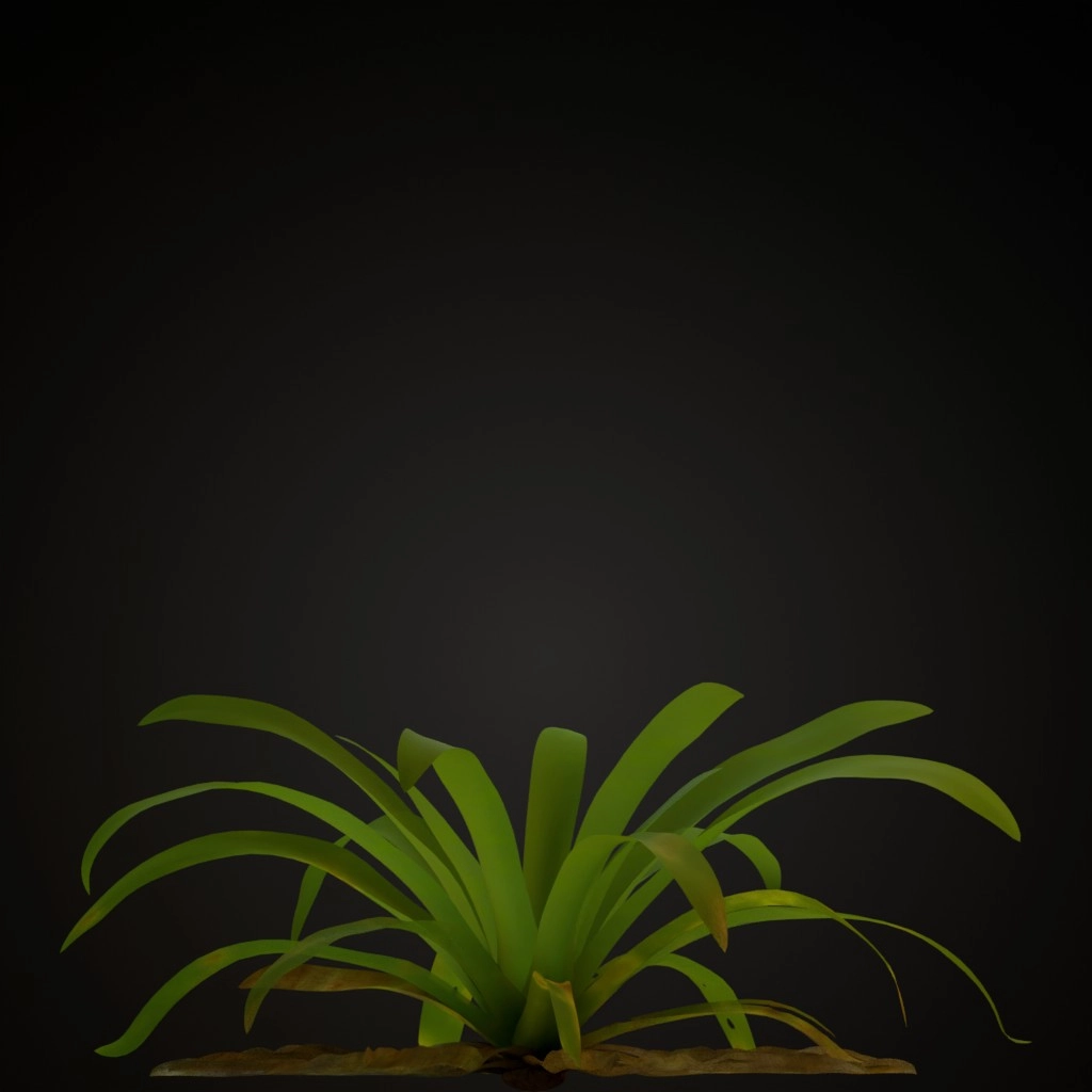 White Guzmania