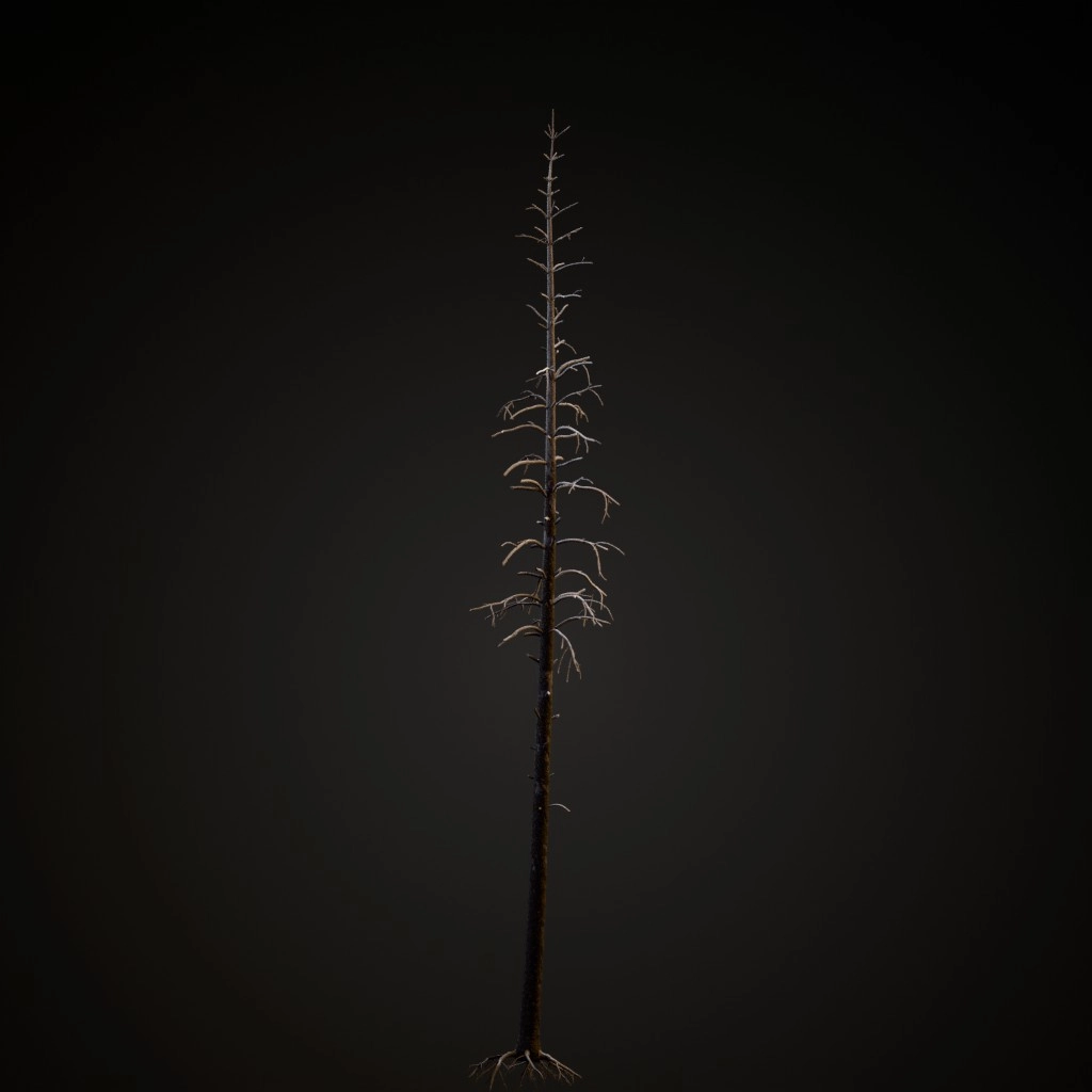 Dead Lodgepole Pine