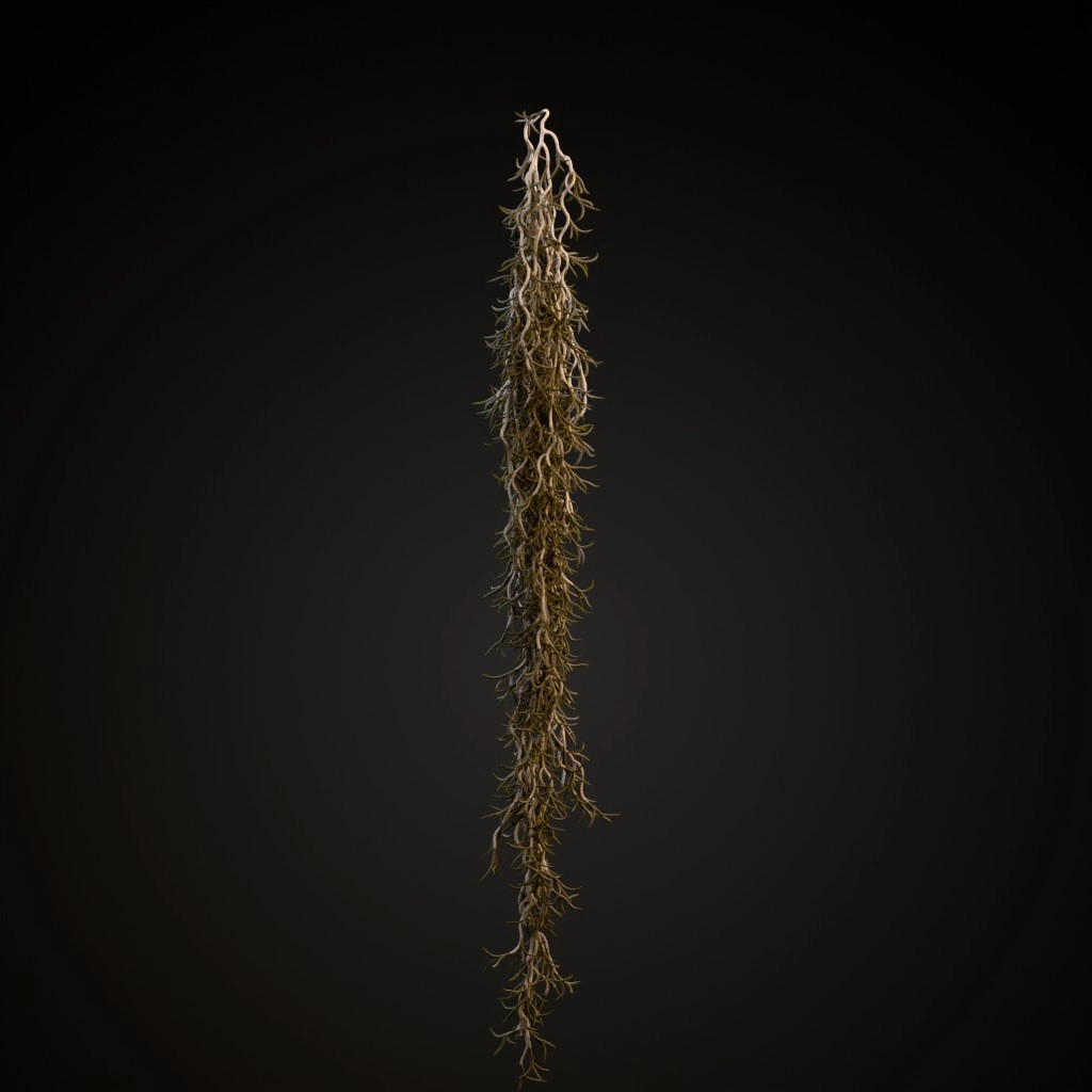 Spanish Moss