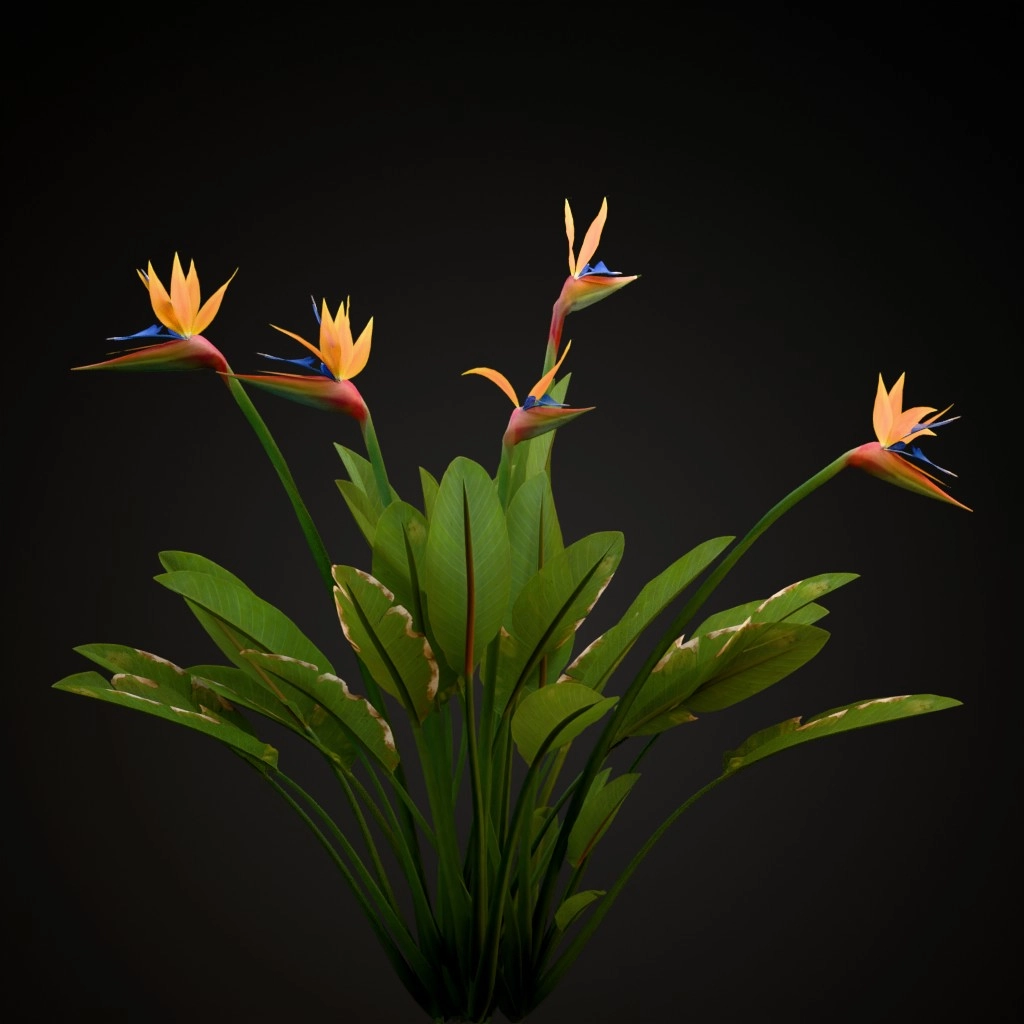 Bird of Paradise